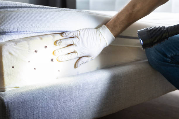 Best Affordable Pest Control Services  in Eagar, AZ