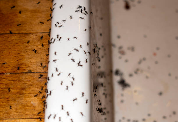 Best Exterminator Services  in Eagar, AZ