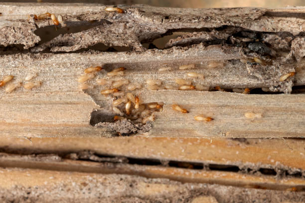 Best Pest Removal Services  in Eagar, AZ