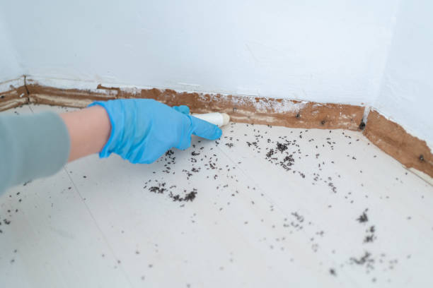 Best Best Pest Control Companies  in Eagar, AZ
